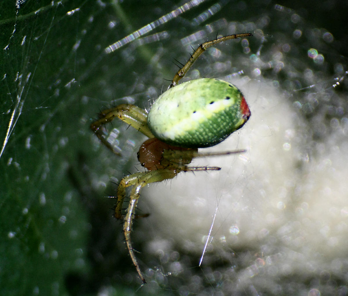 Araniella sp. - Lesmo (MB)